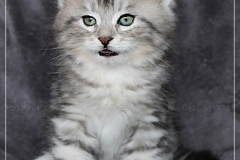 Ginger-Liebeshof-black-classic-silver-tabby-8-Wochen-alt-ww.sibirische-katzen-hamburg.de-I