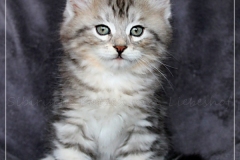 Ginger-Liebeshof-black-classic-silver-tabby-8-Wochen-alt-ww.sibirische-katzen-hamburg.de_