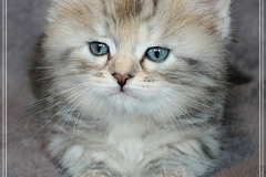 Hazelnut-Liebeshof-black-silver-torbie-classic-5-Wochen-alt.-www.sibirische-katzen-hamburg.de-vom-Liebeshof-II