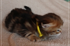 Jack-Liebeshof-black-golden-classic-tabby-3-Wochen-alt.-www.sibirische-katzen-hamburg.de-vom-Liebeshof-I