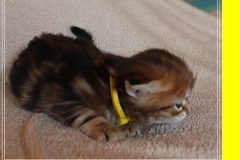 Jack-Liebeshof-black-golden-classic-tabby-3-Wochen-alt.-www.sibirische-katzen-hamburg.de-vom-Liebeshof-II