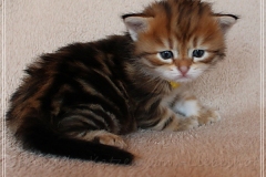 Jack-Liebeshof-black-golden-classic-tabby-3-Wochen-alt.-www.sibirische-katzen-hamburg.de-vom-Liebeshof-III