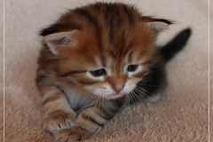 Jack-Liebeshof-black-golden-classic-tabby-3-Wochen-alt.-www.sibirische-katzen-hamburg.de-vom-Liebeshof