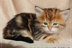Jack-Liebeshof-black-golden-classic-tabby-5-Wochen-alt.-www.sibirische-katzen-hamburg.de-vom-Liebeshof-I