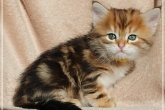 Jack-Liebeshof-black-golden-classic-tabby-5-Wochen-alt.-www.sibirische-katzen-hamburg.de-vom-Liebeshof-II