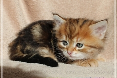 Jack-Liebeshof-black-golden-classic-tabby-5-Wochen-alt.-www.sibirische-katzen-hamburg.de-vom-Liebeshof