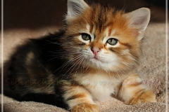 Jack-Liebeshof-black-golden-classic-tabby-6-Wochen-alt.-www.sibirische-katzen-hamburg.de-vom-Liebeshof-I