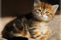 Jack-Liebeshof-black-golden-classic-tabby-6-Wochen-alt.-www.sibirische-katzen-hamburg.de-vom-Liebeshof
