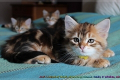 Jack-Liebeshof-black-shinning-classic-tabby-8-Wochen-alt.-www.sibirische-katzen-hamburg.de-vom-Liebeshof-I