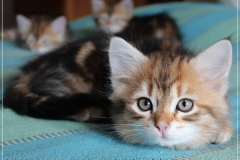 Jack-Liebeshof-black-shinning-classic-tabby-8-Wochen-alt.-www.sibirische-katzen-hamburg.de-vom-Liebeshof-II