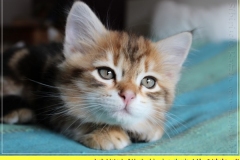 Jack-Liebeshof-black-shinning-classic-tabby-8-Wochen-alt.-www.sibirische-katzen-hamburg.de-vom-Liebeshof-III