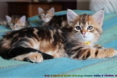 Jack-Liebeshof-black-shinning-classic-tabby-8-Wochen-alt.-www.sibirische-katzen-hamburg.de-vom-Liebeshof