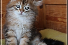Gorbatschow-Liebeshof-black-golden-classic-tabby-8-Wochen-alt-Sibirischer-Kater-Siberian-male-Cat-III