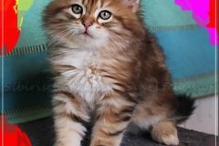 Gorbatschow-Liebeshof-black-golden-classic-tabby-8-Wochen-alt-Sibirischer-Kater-Siberian-male-Cat