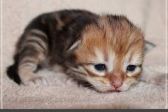 Michael-Gorbatschow-Liebeshof-black-golden-classic-tabby-14-Tage-alt.-www.sibirische-katzen-hamburg.de-I