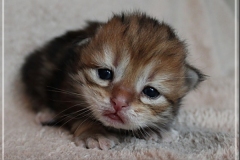 Michael-Gorbatschow-Liebeshof-black-golden-classic-tabby-14-Tage-alt.-www.sibirische-katzen-hamburg.de_