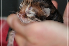 Michael-Gorbatschow-Liebeshof-black-golden-classic-tabby-3-Tage-alt.-www.sibirische-katzen-hamburg.de-I