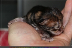 Michael-Gorbatschow-Liebeshof-black-golden-classic-tabby-3-Tage-alt.-www.sibirische-katzen-hamburg.de-II