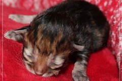 Michael-Gorbatschow-Liebeshof-black-golden-classic-tabby-3-Tage-alt.-www.sibirische-katzen-hamburg.de-III