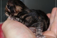 Michael-Gorbatschow-Liebeshof-black-golden-classic-tabby-3-Tage-alt.-www.sibirische-katzen-hamburg.de_