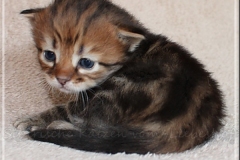 Michael-Gorbatschow-Liebeshof-black-golden-classic-tabby-3-Wochen-alt.-Sibirische-Katze-I