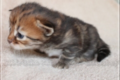 Michael-Gorbatschow-Liebeshof-black-golden-classic-tabby-3-Wochen-alt.-Sibirische-Katze-II