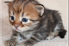 Michael-Gorbatschow-Liebeshof-black-golden-classic-tabby-3-Wochen-alt.-Sibirische-Katze-III