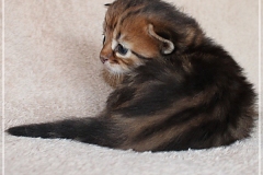 Michael-Gorbatschow-Liebeshof-black-golden-classic-tabby-3-Wochen-alt.-Sibirische-Katze