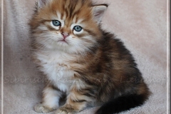 Michael-Gorbatschow-Liebeshof-black-golden-classic-tabby-53-Wochen-alt.-Sibirische-Katze-I