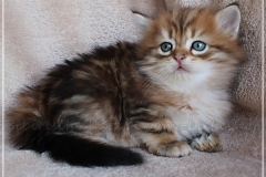Michael-Gorbatschow-Liebeshof-black-golden-classic-tabby-53-Wochen-alt.-Sibirische-Katze