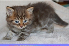 Mick-Jagger-Liebeshof-chocolat-golden-classic-tabby-5-Wochen-alt.-www.sibirische-katzen-hamburg