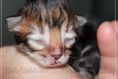 Mirny-Kot-Liebeshof-black-golden-classic-tabby-3-Tage-alt.-www.sibirische-katzen-hamburg.de-I