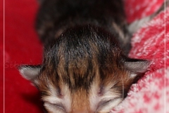 Mirny-Kot-Liebeshof-black-golden-classic-tabby-3-Tage-alt.-www.sibirische-katzen-hamburg.de-II