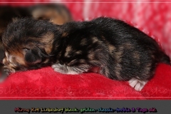 Mirny-Kot-Liebeshof-black-golden-classic-tabby-3-Tage-alt.-www.sibirische-katzen-hamburg.de-III