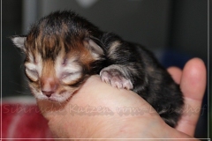 Mirny-Kot-Liebeshof-black-golden-classic-tabby-3-Tage-alt.-www.sibirische-katzen-hamburg.de_