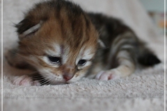 Mirny-Kot-Liebeshof-black-golden-classic-torbie-14-Tage-alt.-www.sibirische-katzen-hamburg.de-II