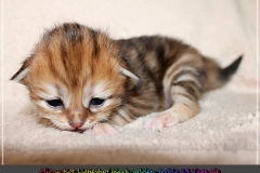 Mirny-Kot-Liebeshof-black-golden-classic-torbie-14-Tage-alt.-www.sibirische-katzen-hamburg.de-III