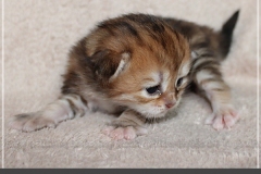 Mirny-Kot-Liebeshof-black-golden-classic-torbie-14-Tage-alt.-www.sibirische-katzen-hamburg.de-IV