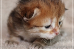 Mirny-Kot-Liebeshof-black-golden-classic-torbie-14-Tage-alt.-www.sibirische-katzen-hamburg.de_