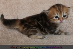 Mirny-Kot-Liebeshof-black-golden-classic-torbie-3-Wochen-alt.-sibirische-katze-I