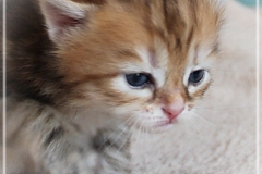 Mirny-Kot-Liebeshof-black-golden-classic-torbie-3-Wochen-alt.-sibirische-katze-II