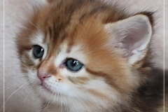 Mirny-Kot-Liebeshof-black-golden-classic-torbie-53-Wochen-alt.-sibirische-katze-I