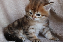 Mirny-Kot-Liebeshof-black-golden-classic-torbie-53-Wochen-alt.-sibirische-katze-II