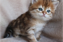 Mirny-Kot-Liebeshof-black-golden-classic-torbie-53-Wochen-alt.-sibirische-katze-III