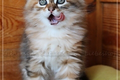 Mirny-Kot-Liebeshof-black-golden-classic-torbie-8-Wochen-alt.-sibirische-katze-siberian-kitten-in-golden-I