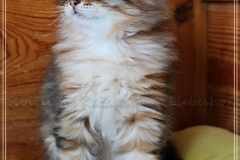 Mirny-Kot-Liebeshof-black-golden-classic-torbie-8-Wochen-alt.-sibirische-katze-siberian-kitten-in-golden-II