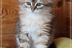 Mirny-Kot-Liebeshof-black-golden-classic-torbie-8-Wochen-alt.-sibirische-katze-siberian-kitten-in-golden-III
