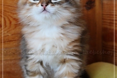 Mirny-Kot-Liebeshof-black-golden-classic-torbie-8-Wochen-alt.-sibirische-katze-siberian-kitten-in-golden
