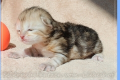Oreo-Liebeshof-black-golden-classic-tabby-14-Tage-alt.-www.sibirische-katzen-hamburg.de-liebeshof@online.de-I