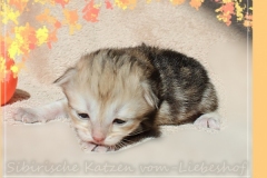 Oreo-Liebeshof-black-golden-classic-tabby-14-Tage-alt.-www.sibirische-katzen-hamburg.de-liebeshof@online.de-II